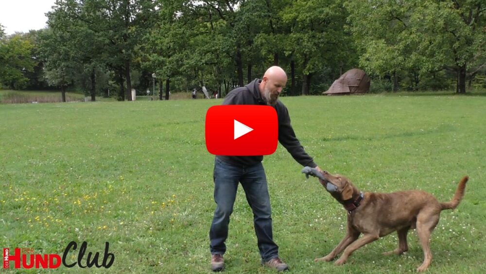 Holger Schüler interagiert mit seinem Chesapeake Bay Retriever auf einer grünen Wiese.