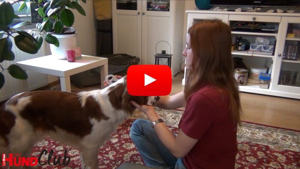 Sarah sitzt auf dem Wohnzimmerboden und hält ein Chip-Lesegerät seitlich an einen stehenden Hund.