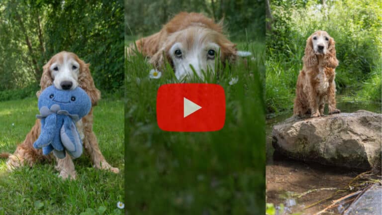 Collage mit 3 Fotos: Spaniel Barney hält eine Spielzeugkrake, hat den Kopf auf einer Wiese abgelegt und steht mit den Vorderbeinen auf einem Stein in einem kleinen Bach.