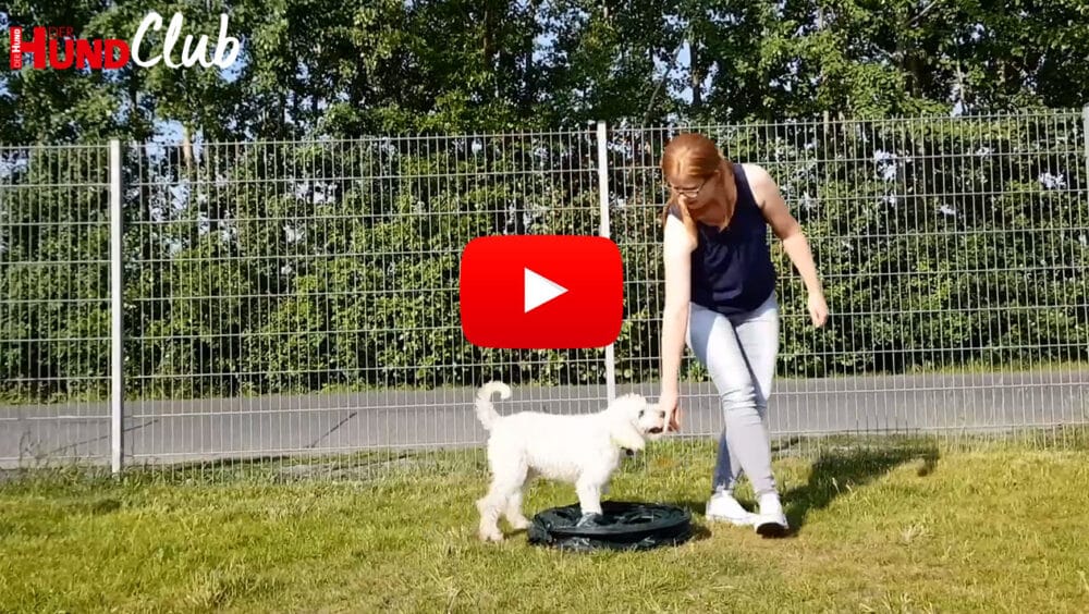 Eine Person und ein weißer Hund stehen/gehen auf einer Wiese. Der Hund steht in einer schwarzen Markierung.