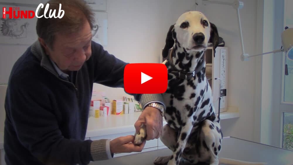 Tierarzt hält Pfote eines Dalmatiners, der Hund sitzt auf dem Behandlungstisch.