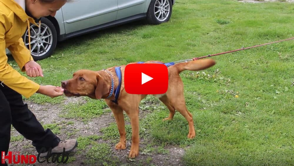 Ein stehender Labrador im Zuggeschirr nimmt Futter aus der Hand, die Zugleine am Geschirr ist gespannt.