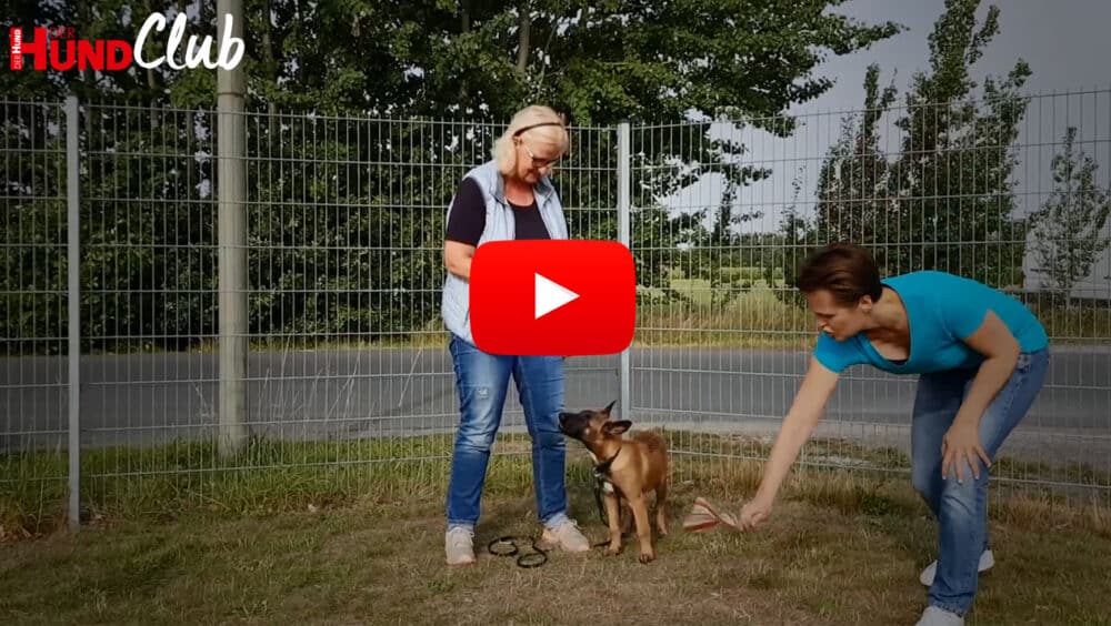 Frau und junger Schäferhundwelpe interagieren. Raphaela Niewerth versucht, den Hund abzulenken.