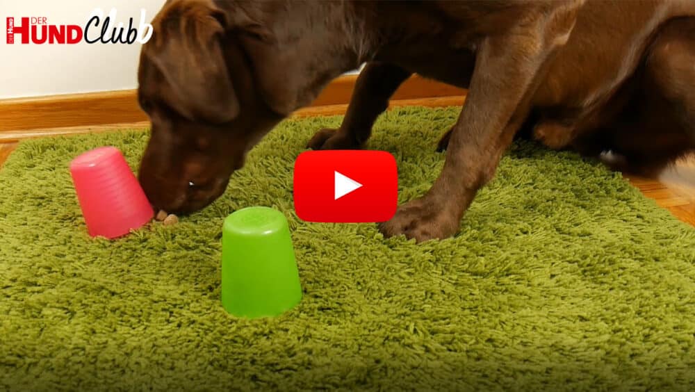 Ein brauner Labrador auf grünem Teppich holt sich Leckerlis unter einem Becher.