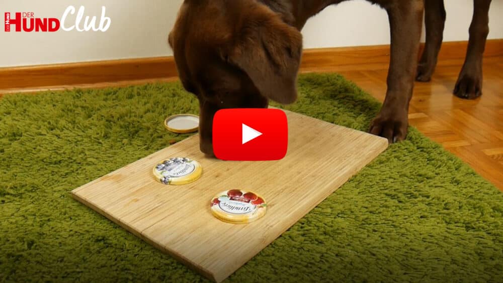 Ein brauner Labrador mit der Nase auf einem Holzbrett, auf dem Jogurtglas-Deckel liegen.