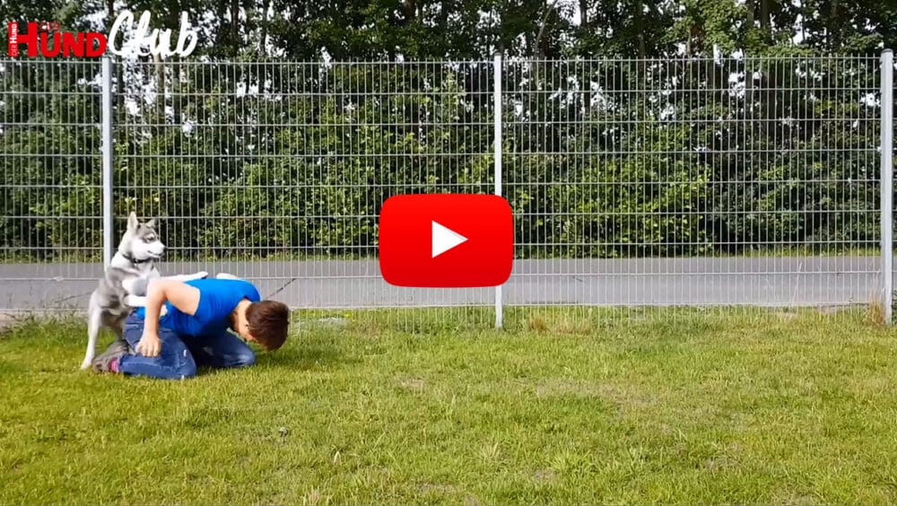 Eine kniende Person spielt mit einem jungen Husky, die Vorderpfoten liegen auf dem Rücken der Person.