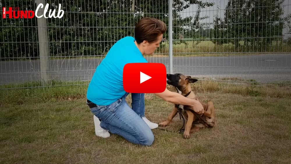 Raphaela Niewerth (in der Hocke) hält die linke Hinterpfote eines sitzenden jungen Schäferhundes in der Hand.