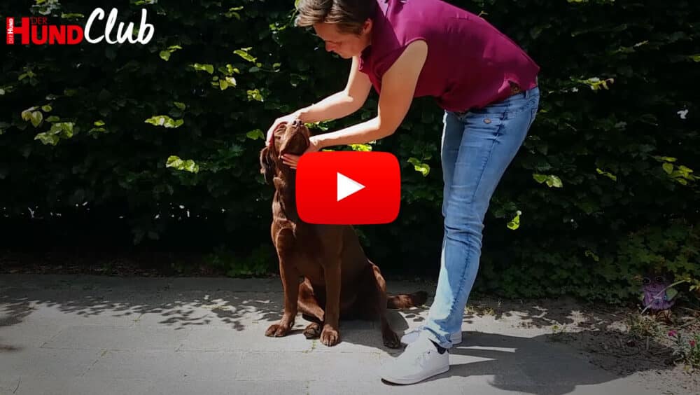 Raphaela Niewerth hält den Kopf eines braunen Labradors und schaut in dessen linkes Auge.