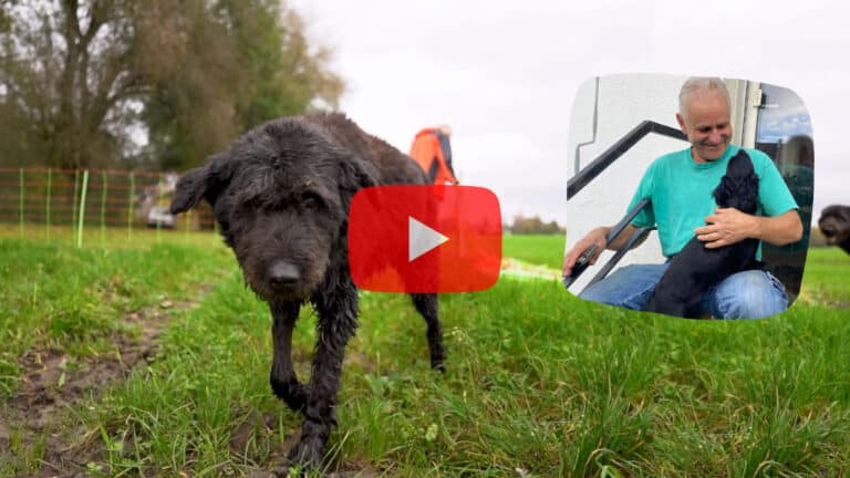 Dunkler Altdeutscher Hütehund geht auf Wiese auf Kamera zu. Rechts davon zeigt ein Foto Gerd Leder mit Hund. Roter Play-Button in Mitte