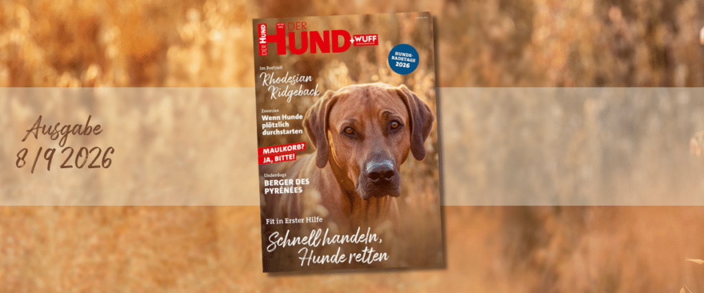 Titelbild der Zeitschrift „DER HUND + WUFF“, Ausgabe 8/9 2026, mit einem Rhodesian Ridgeback.