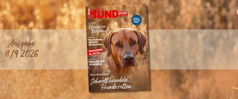 Titelbild der Zeitschrift „DER HUND + WUFF“, Ausgabe 8/9 2026, mit einem Rhodesian Ridgeback.