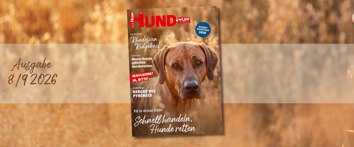 Titelbild der Zeitschrift „DER HUND + WUFF“, Ausgabe 8/9 2026, mit einem Rhodesian Ridgeback.