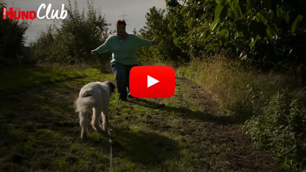 Person mit weit geöffneten Armen und gebeugten Knien, Hund läuft auf sie zu.