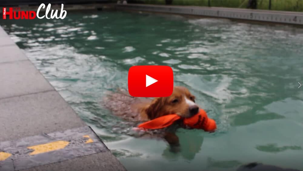 Ein Retriever schwimmt mit einem orangefarbenen Spielzeug im Fang in einem Pool.