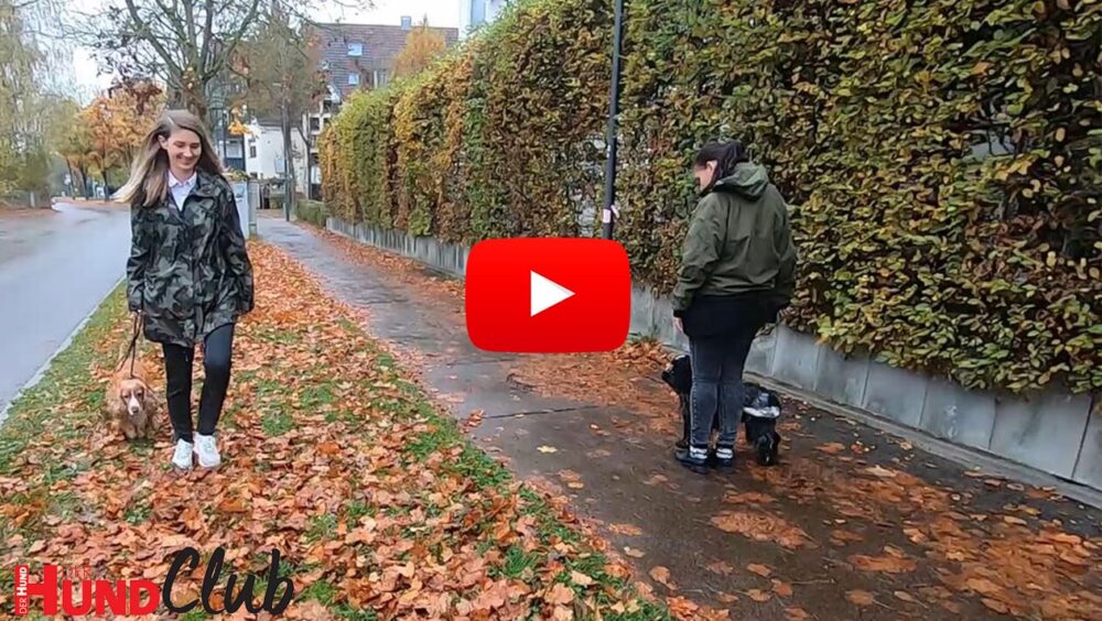 Zwei Personen mit jeweils einem Hund gehen auf einem Weg aneinander vorbei. Es ist nass und Laub liegt auf dem Boden.