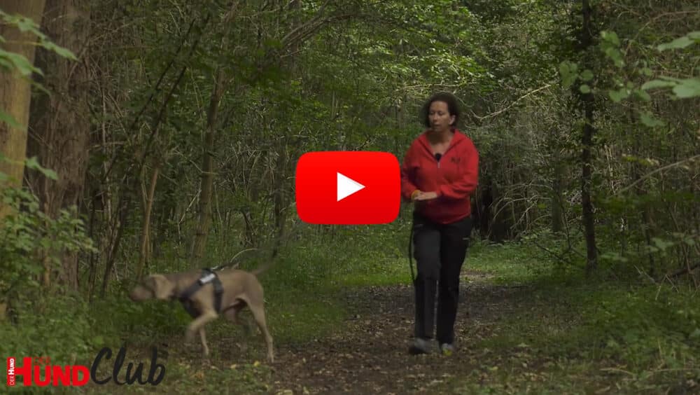 Eine Frau geht mit einem Weimaraner an der Leine auf einem Pfad durch einen Wald.