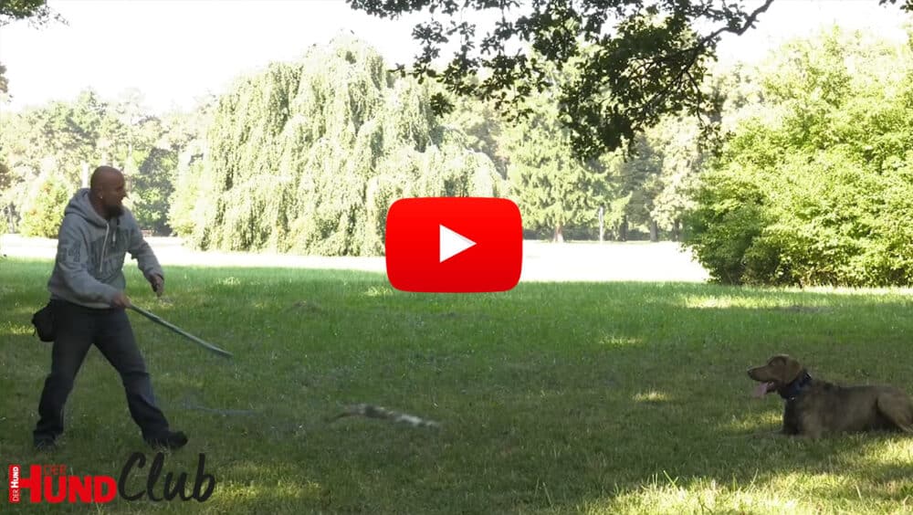 Holger Schüler interagiert mit einem Hund in einem Park.
