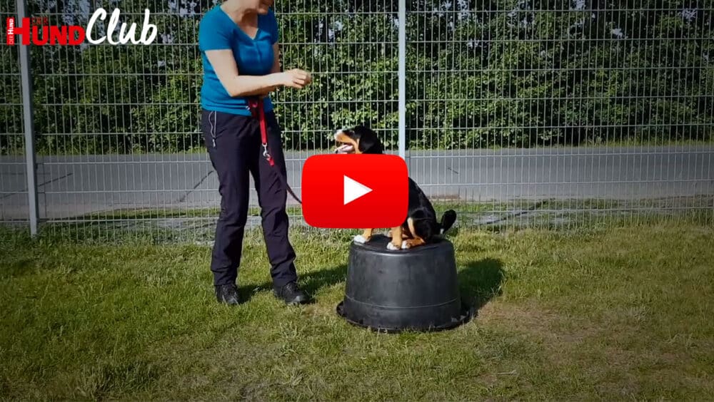 Ein junger Sennenhund sitzt auf einem umgedrehten schwarzen Eimer. Neben ihm steht eine Person.