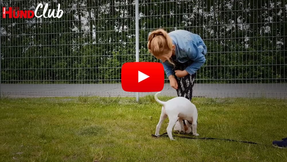 Eine Frau und ein junger Hund interagieren auf einer Wiese. Der Hund schnüffelt, die Frau ist über ihn gebeugt.