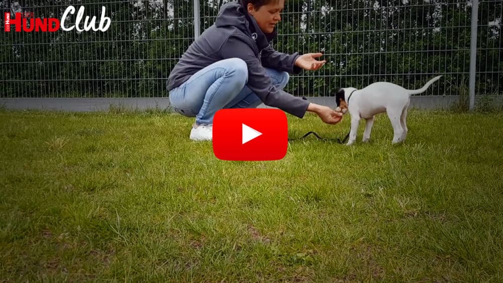 Raphaela Niewerth (in der Hocke) hält ein Leckerli in der rechten Hand, das sich ein Terrierwelpe nehmen möchte.