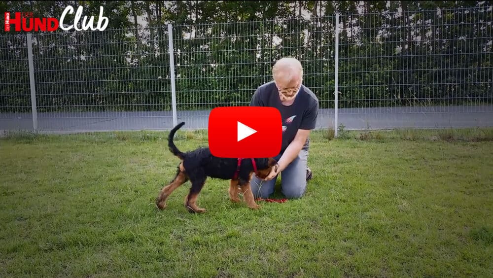 Kniende Person interagiert mit Black-and-Tan-Hundewelpe auf einer eingezäunten Wiese.