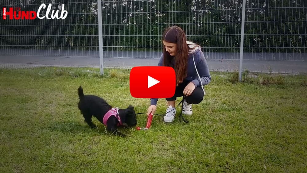 Junge Frau und junger, schwarzer Hund, interagieren über ein Spielzeug miteinander.