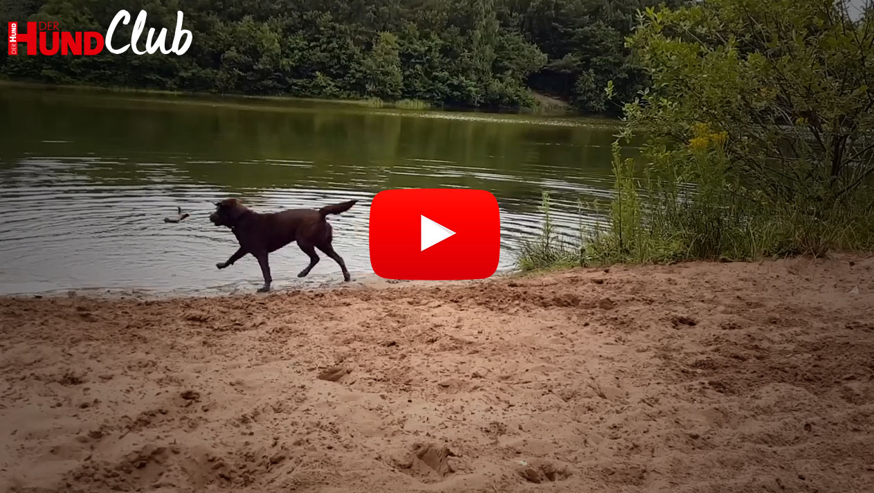 Ein brauner Labrador an einem Sandstrand rennt Richtung Wasser.