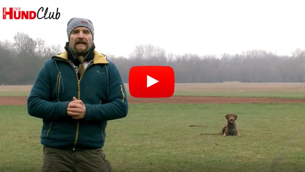Holger Schüler steht auf einer Wiese und schaut in die Kamera. Einige Meter links hinter ihm liegt ein Chesapeake Bay Retriever.