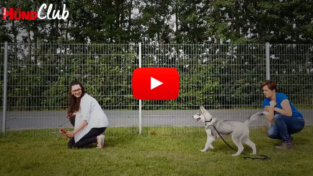 Hundehalterin interagiert mit Husky-Welpen, Raphaela Niewerth begleitet die Situation.