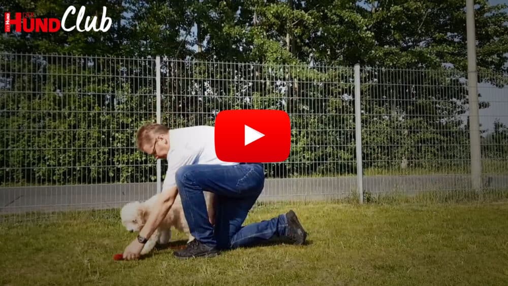 Person in blauen Jeans und weißem T-Shirt interagiert mit kleinem, hellem Hund auf einer Wiese.