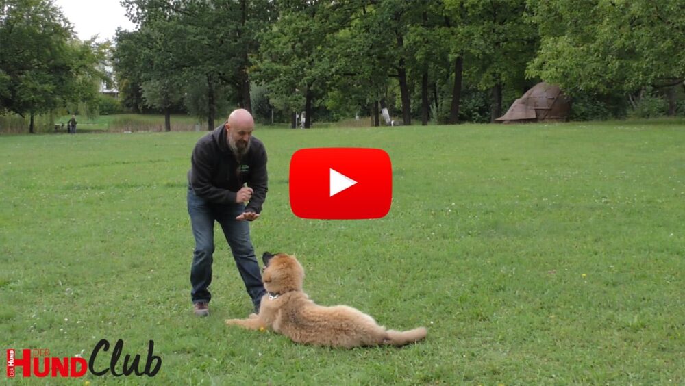 Holger Schüler steht auf einer großen grünen Wiese vor einem liegenden jungen Hund.