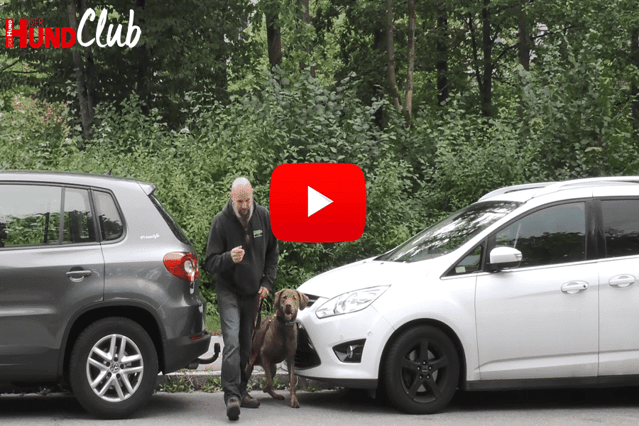 Holger Schüler geht mit seinem Retriever an der Leine zwischen 2 Autos hindurch über eine Straße.