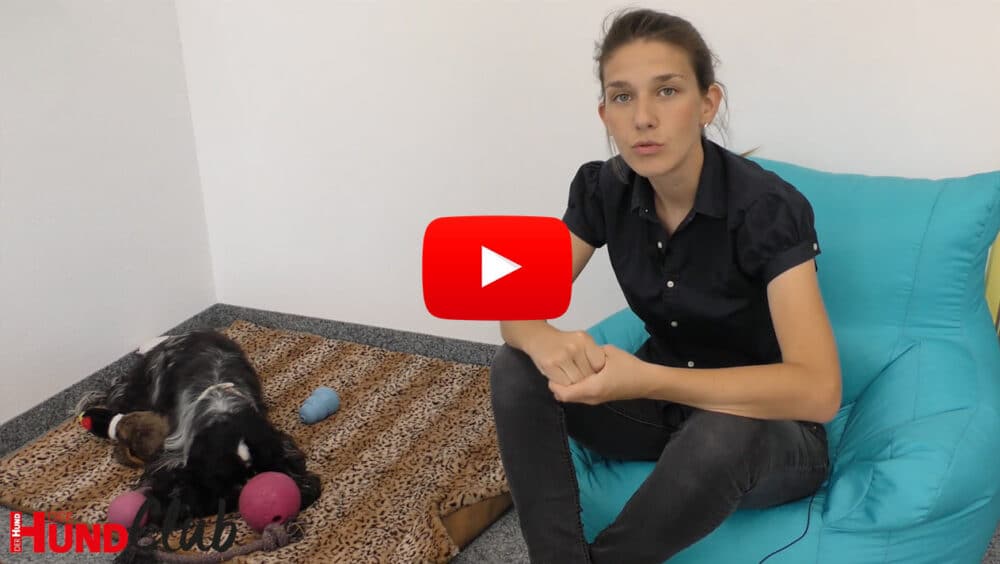 Veronika Rothe sitzt auf einem blauen Sitzsack. Neben ihr auf einer Decke liegt ihr schwarz-weißer Cocker Spaniel Hamlet.