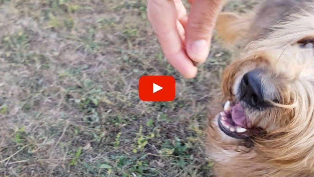 Blonder, langhaariger Hund schaut nach oben zu einer Hand, die ein Leckerli hält.