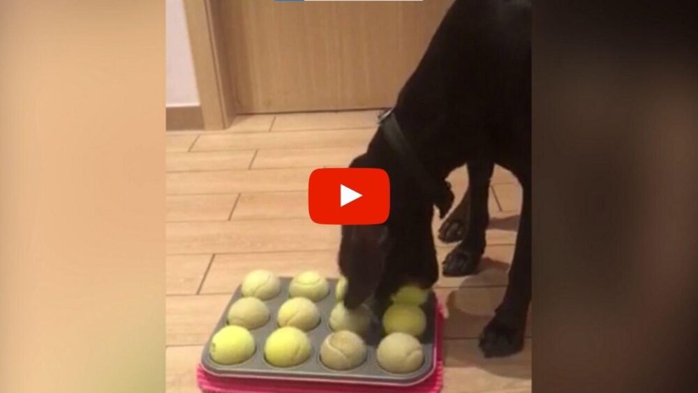 Muffinblech voller Tennisbälle auf dem Boden in einer Wohnung. Ein stehender Hund ist darübergebeugt.