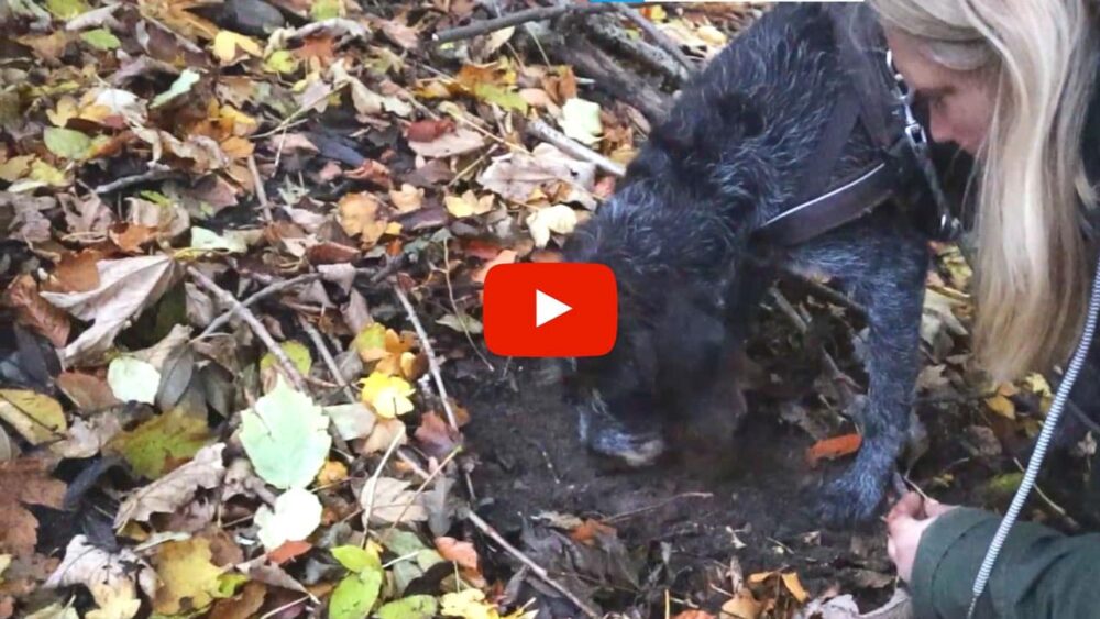 Ein dunkelbrauner Hund schnuppert konzentriert an Waldboden, der von Laub und Ästchen berfreit wurde.