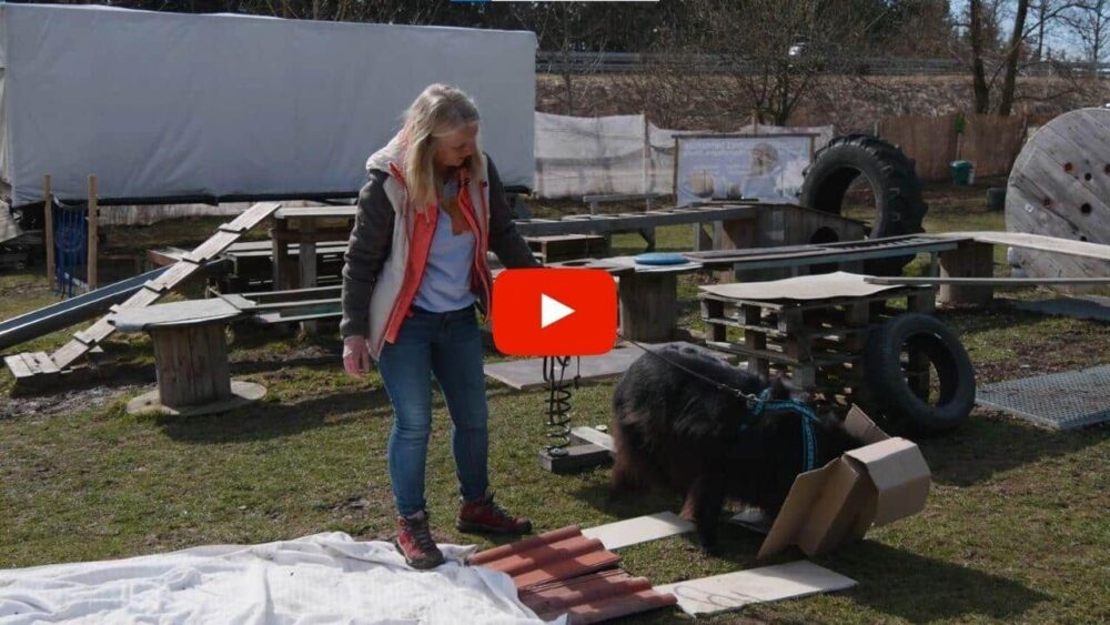 Anja Hanzel steht mit einem am Geschirr angeleinten Hund auf einem Kurs mit verschiedenen Gegenständen. Der Hund schnuppet in einem Karton.