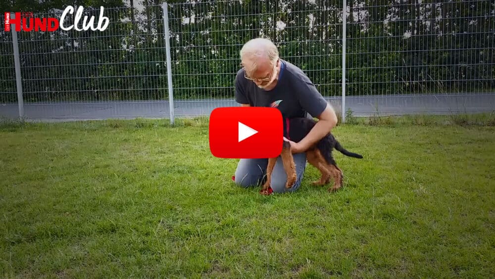Ein Mann hält einen jungen, schwarz-braunen Hund vorsichtig fest.