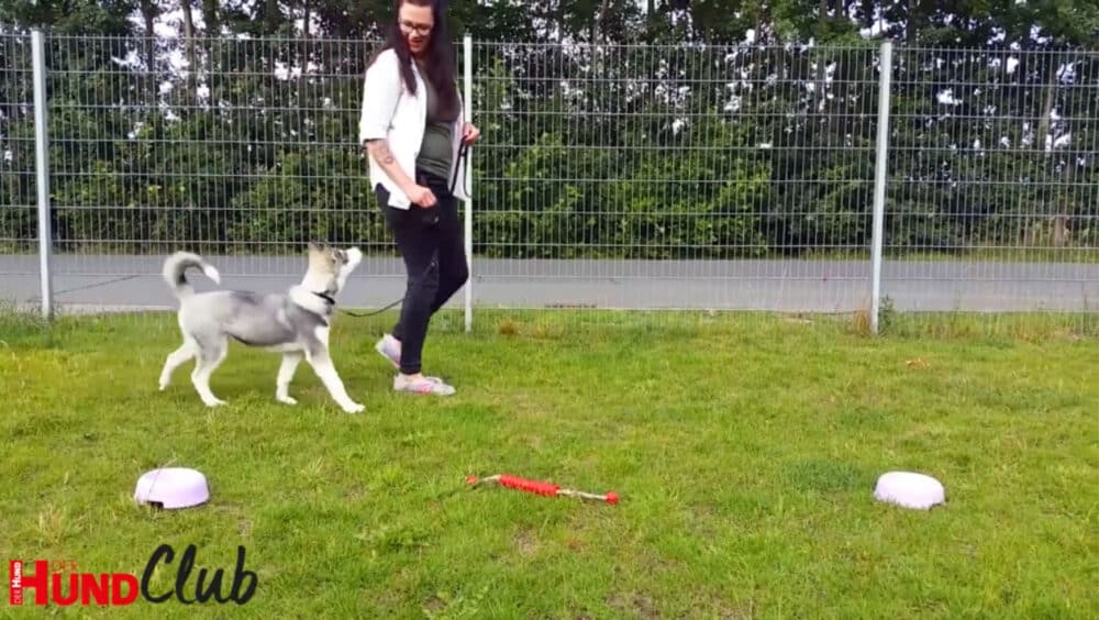 Frau geht mit jungem Husky an Leine über eingezäunte Wiese. Die beiden schauen sich an.