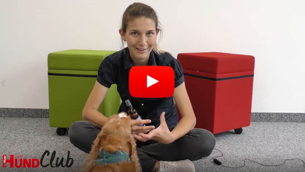 DER HUND Redakteurin und Hundetrainerin Veronika Rothe sitzt auf dem Boden und schaut in die Kamera. Vor ihr ist Spaniel Barney.