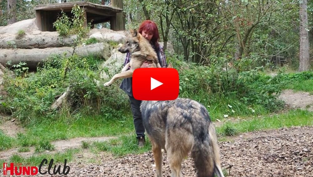 Tanja Askani interagiert mit 2 Wölfen in einem Gehege im Wildpark Lüneburger Heide.