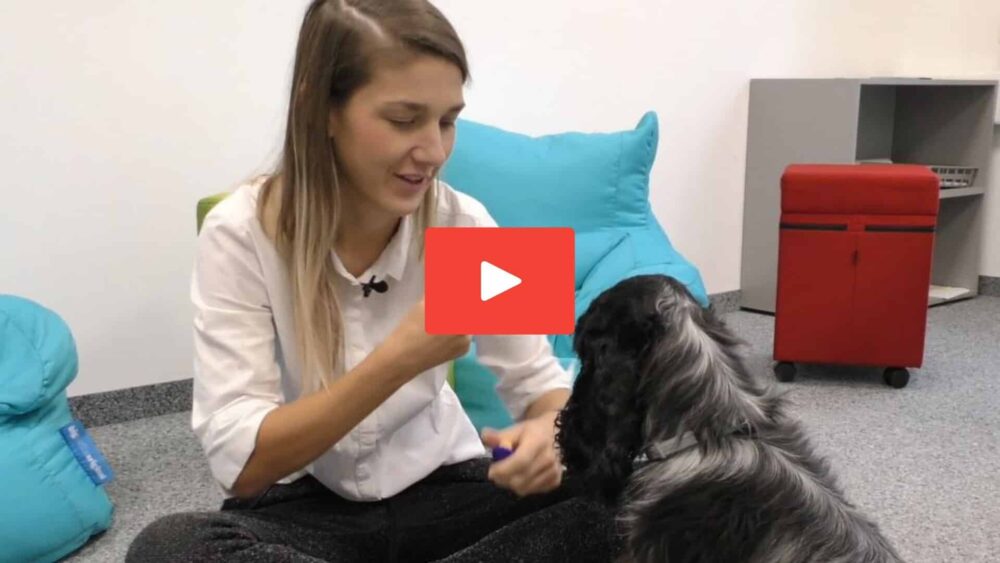 Veronika Rothe sitzt auf dem Boden in einem Zimmer und hält einen Clicker. Der schwarz-weiße Cocker Spaniel Hamlet sitzt vor ihr.