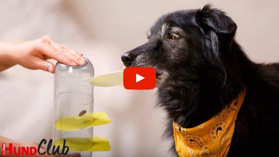 Dunkler Hund mit Bandana um den Hals zieht Scheibe aus einer durchsichtigen Plastikflasche.