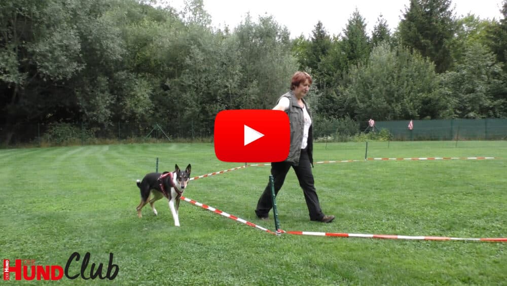 Hildegard Stepberger geht in einem mit rot-weißem Flatterband markierten Kreis. Außerhalb geht ein Kurzhaarcollie neben ihr.