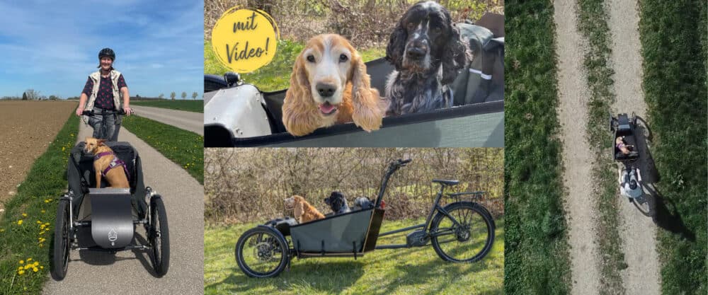 Collage: Zwei Hunde fahren in einem Lastenrad mit, das eine Frau über Feldwege lenkt.