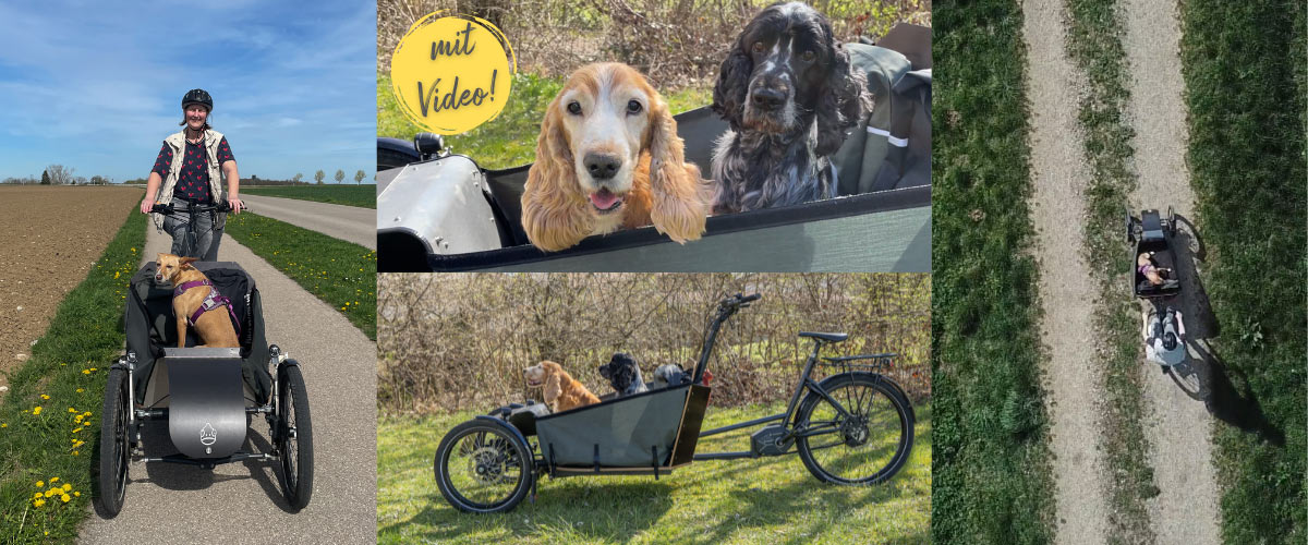 Collage: Zwei Hunde fahren in einem Lastenrad mit, das eine Frau über Feldwege lenkt.