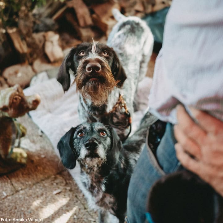 Zwei kleine, drahthaarige Hunde stehen im Freien eng beieinander und schauen aufmerksam zu einer Person auf. Von der Person sind nur ein Teil des Oberkörpers und die Hände zu sehen. Im Hintergrund liegen Holzstücke.