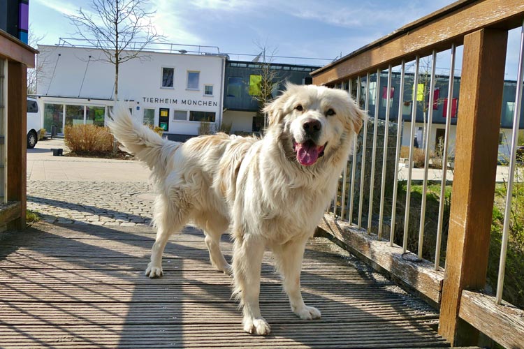 Maremmano Dino steht auf Brücke vor einem Gebäude des Tierheims München.