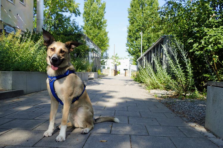 Rick, ein hellbrauner Hund mit Geschirr, sitzt auf einem Weg des Tierheimgeländes in München.