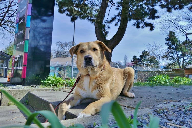 Der hellbraune Hund Harald liegt vor dem Eingang des Tierheims München.
